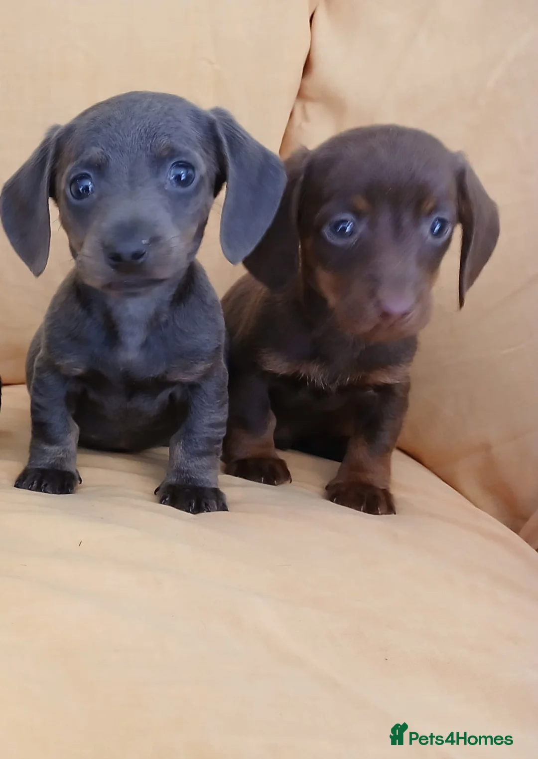 Miniature Dachshund dogs for sale: Miniature dachshund puppies ready now - Advert 1