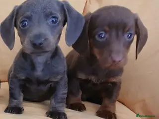 Miniature Dachshund dogs Miniature dachshund puppies ready now - Advert 3