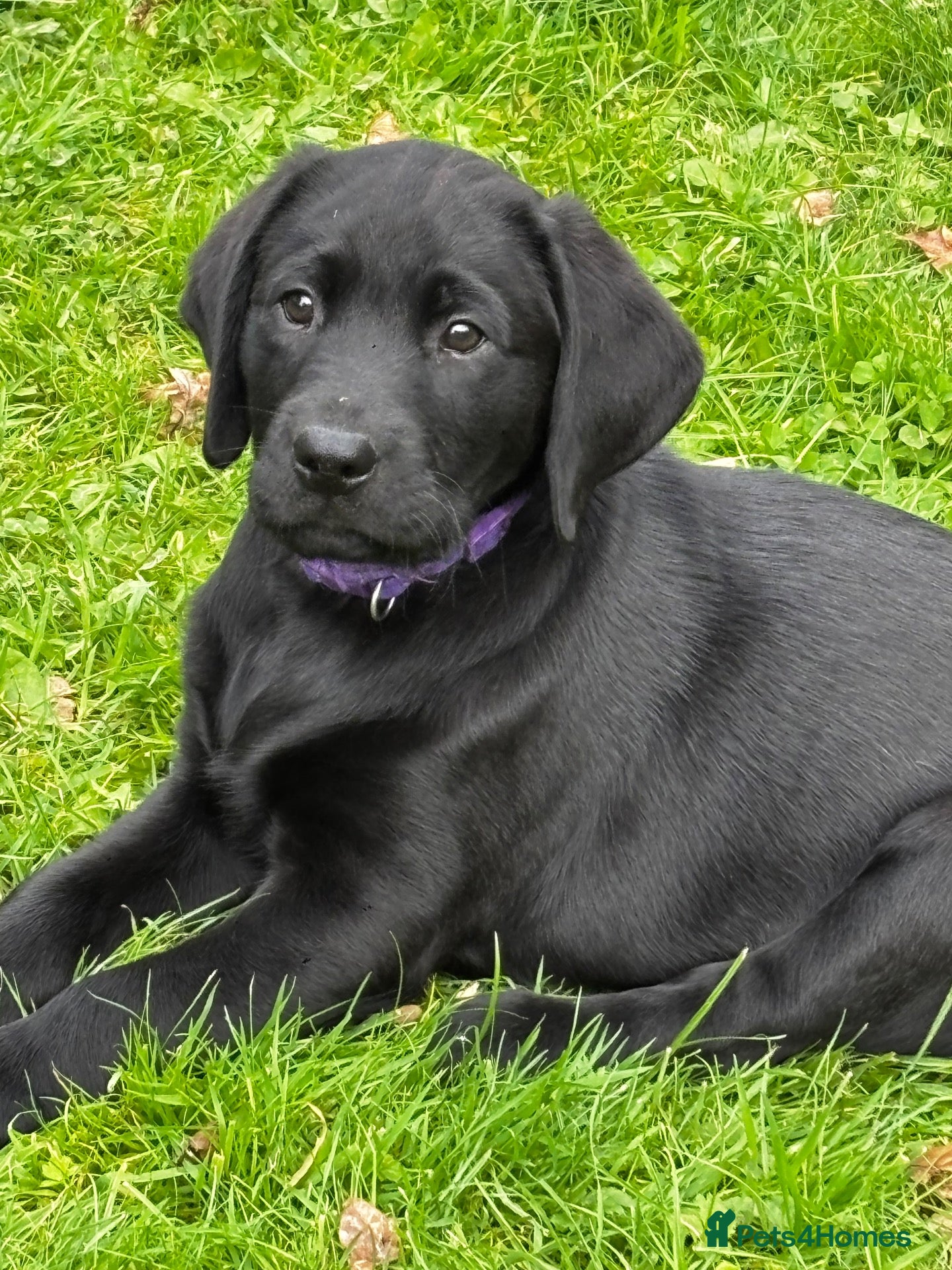 Labrador Retriever dogs  1 Quality Black Labrador Girl purple collar  - Advert 1