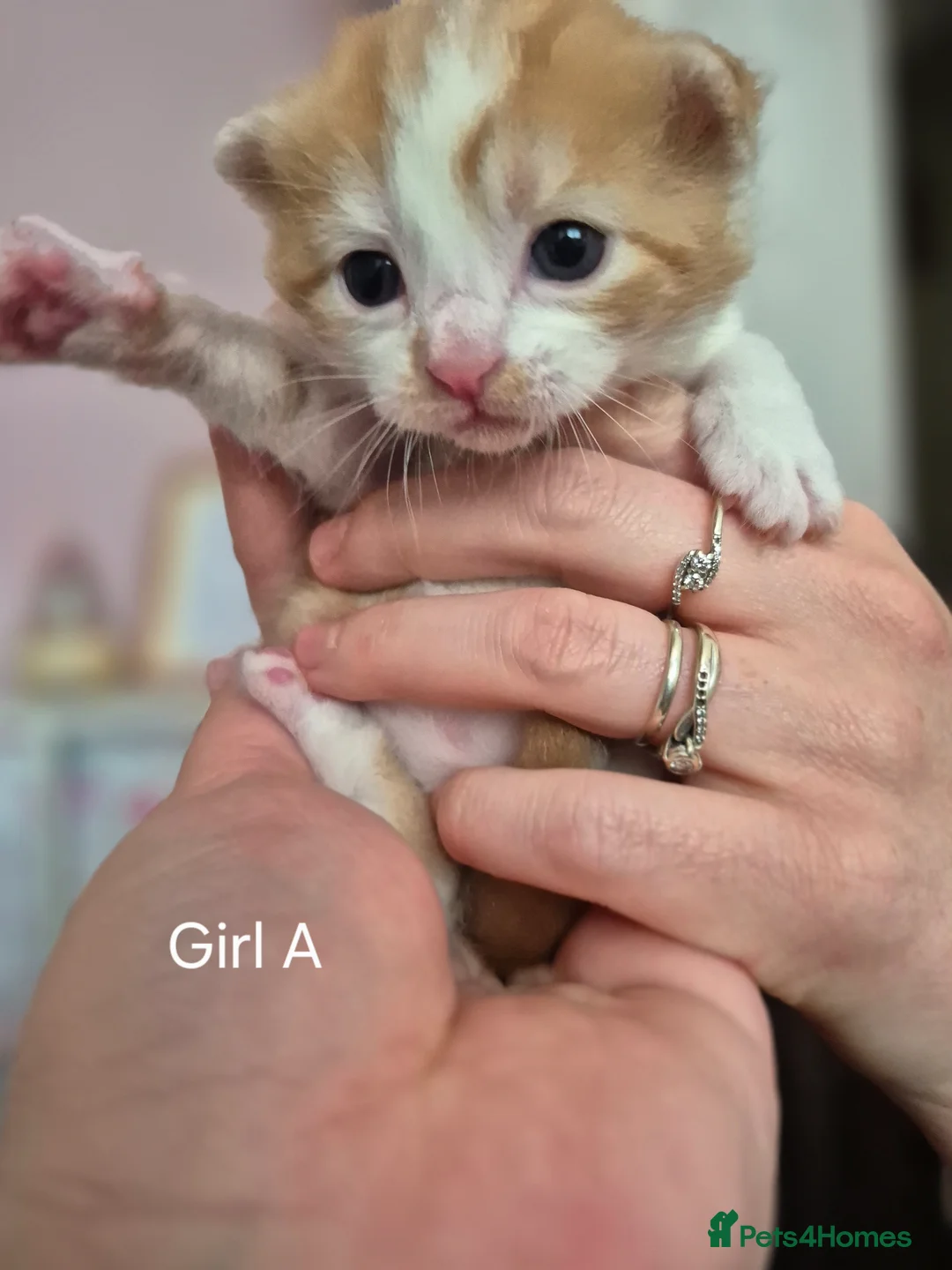 Mixed Breed cats for sale: 6 males one female looking for forever homes  in Crawley - Advert 2