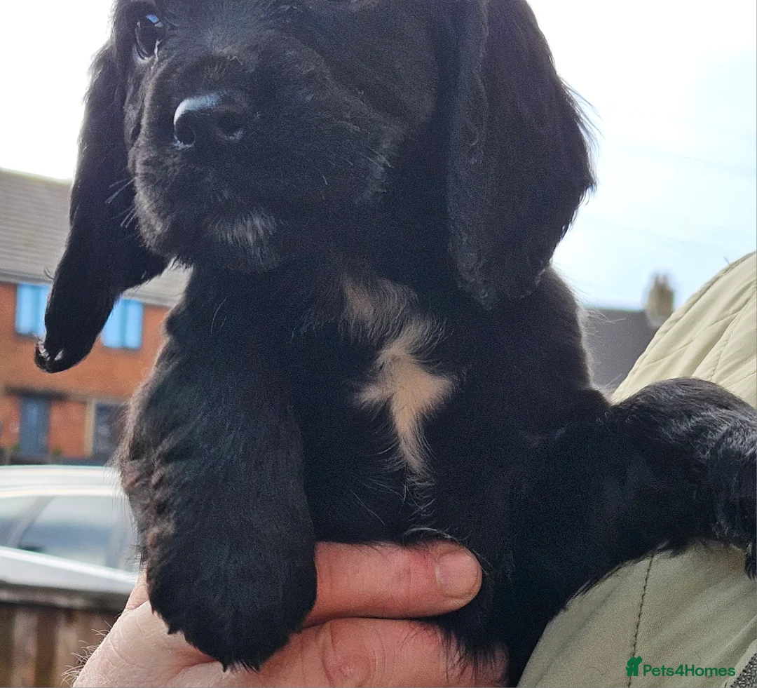 Cocker Spaniel dogs for sale: Cocker spaniel pups - Advert 7