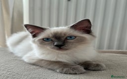 Ragdoll cats for sale: Blue point Ragdoll kitten 12 weeks old - Image 1