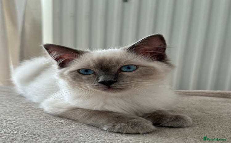 Ragdoll cats - Advert 2