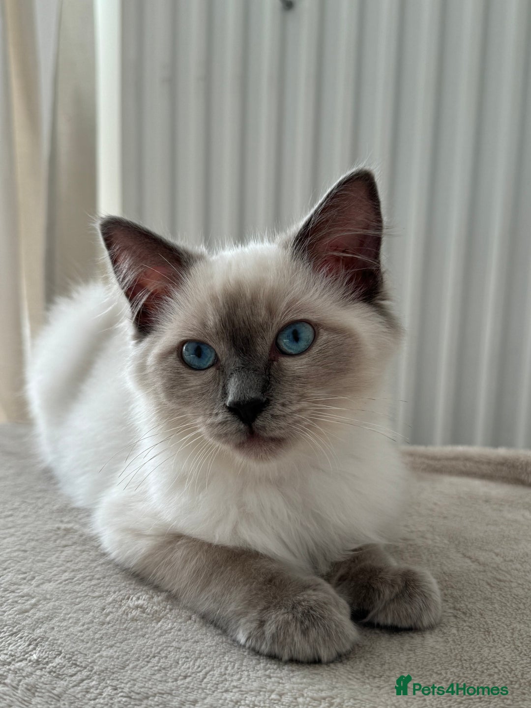 Ragdoll cats for sale: Blue point Ragdoll kitten 12 weeks old - Image 1
