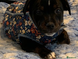 Staffordshire Bull Terrier dogs Last Lovely Boy - Super Easy In Every Way✨ - Advert 3