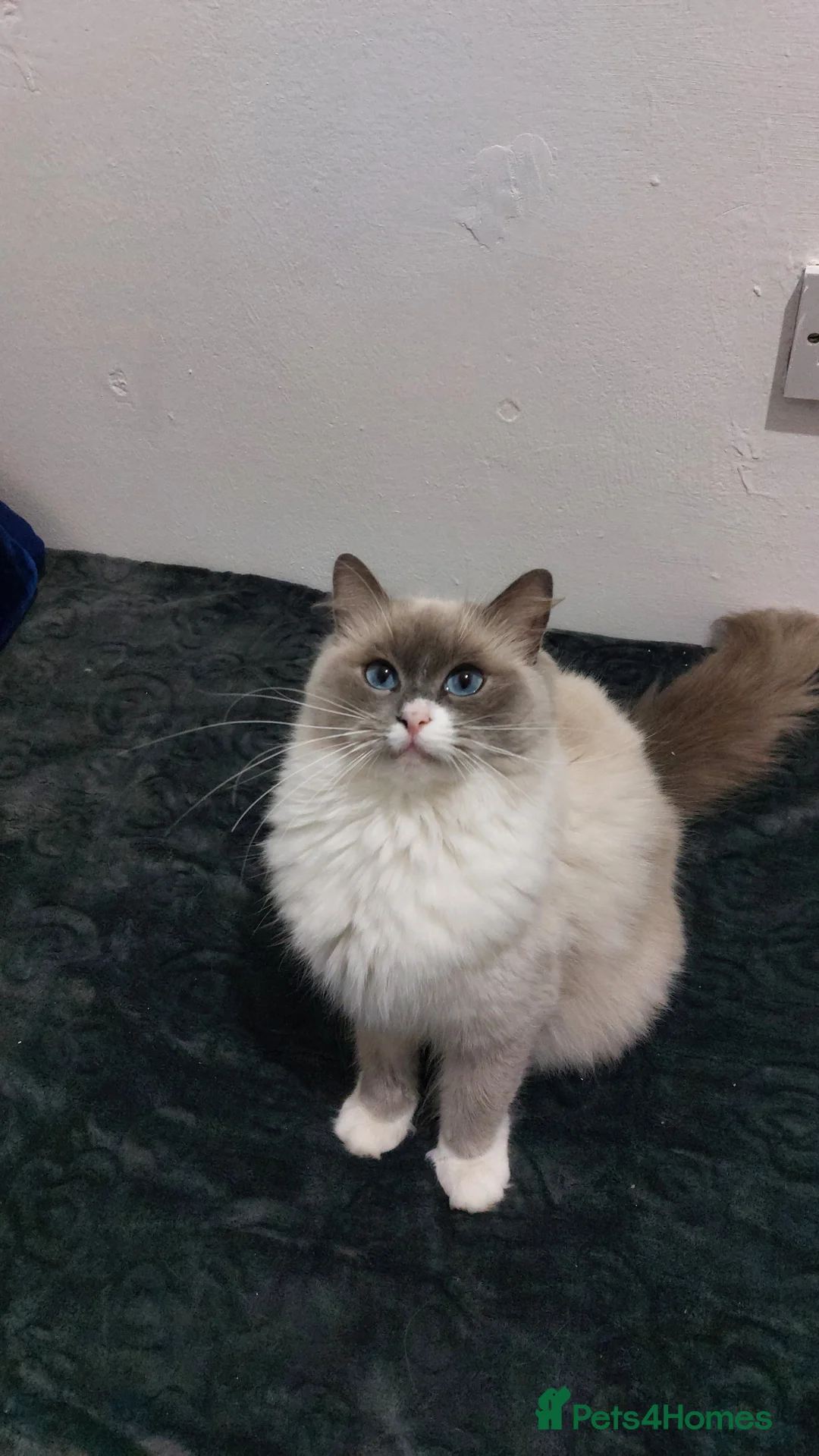 Ragdoll cats for sale: Beautiful Ragdoll Princess  - Advert 10