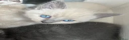Russian Blue cats for sale: 🐾 Russian Blue Kittens – 5 Beautiful Females 🐾 - Advert 7