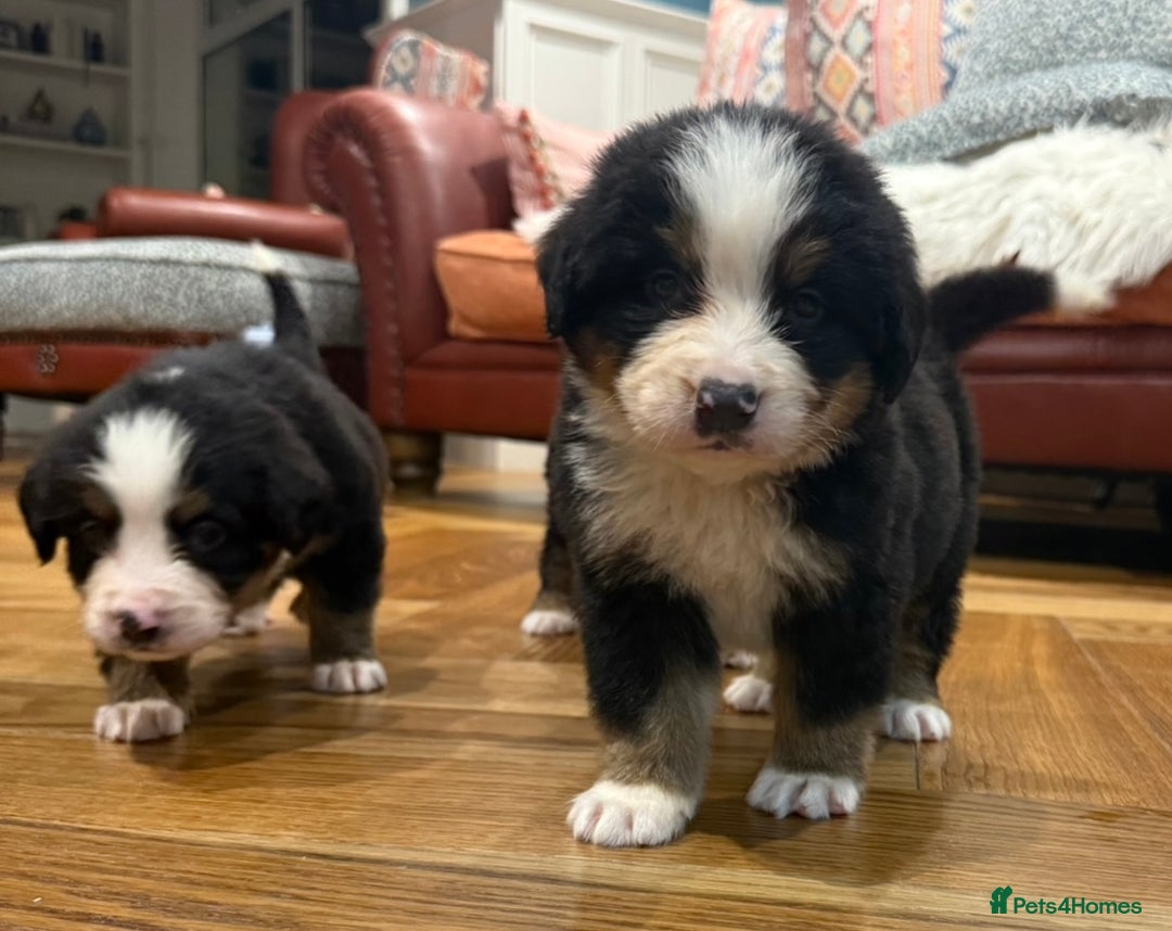Bernese Mountain Dog dogs for sale: Bernese Mountain Dog Pups  - Image 24