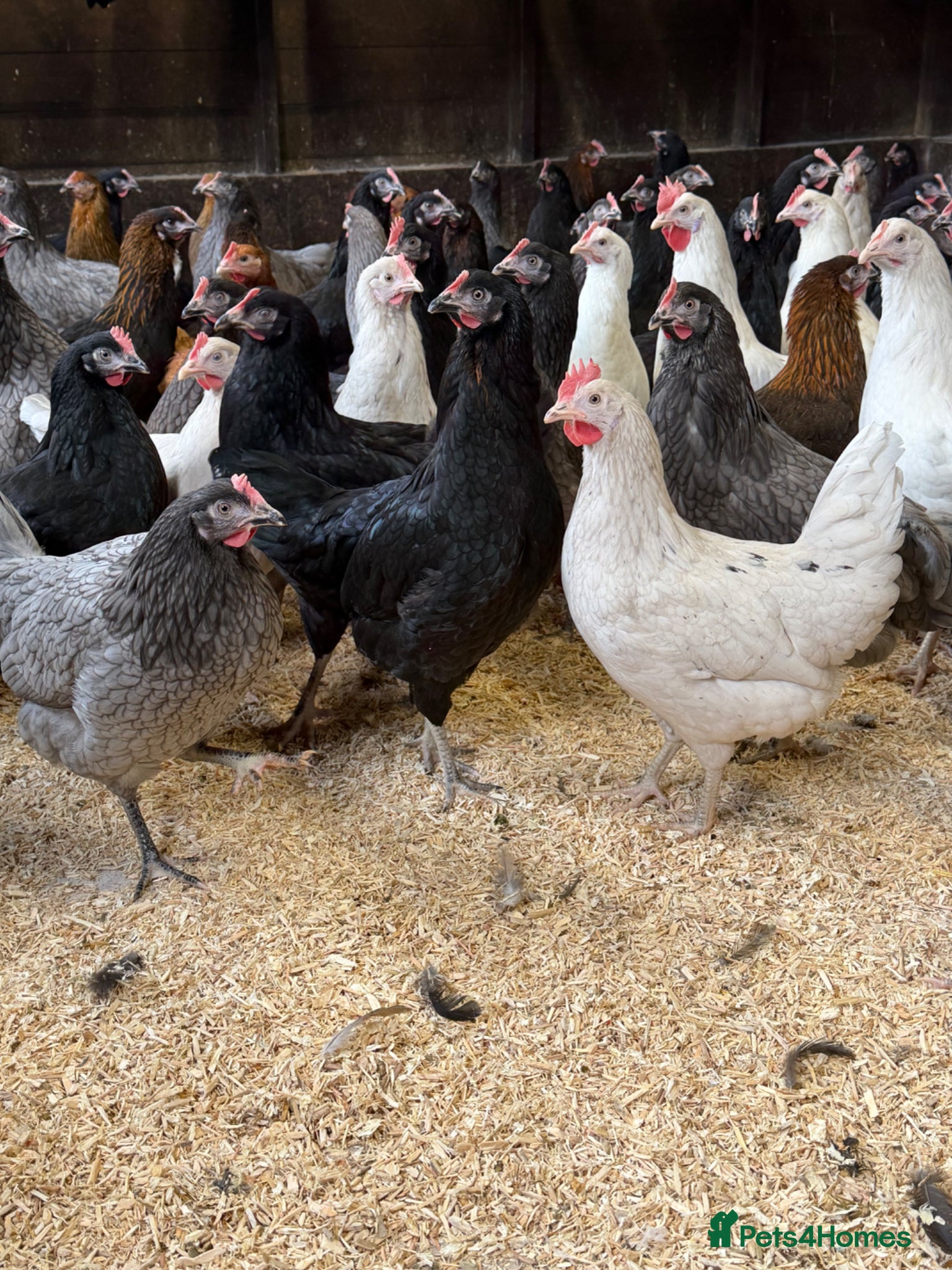 Chickens poultry Rainbow egg layers at point of lay  - Advert 1