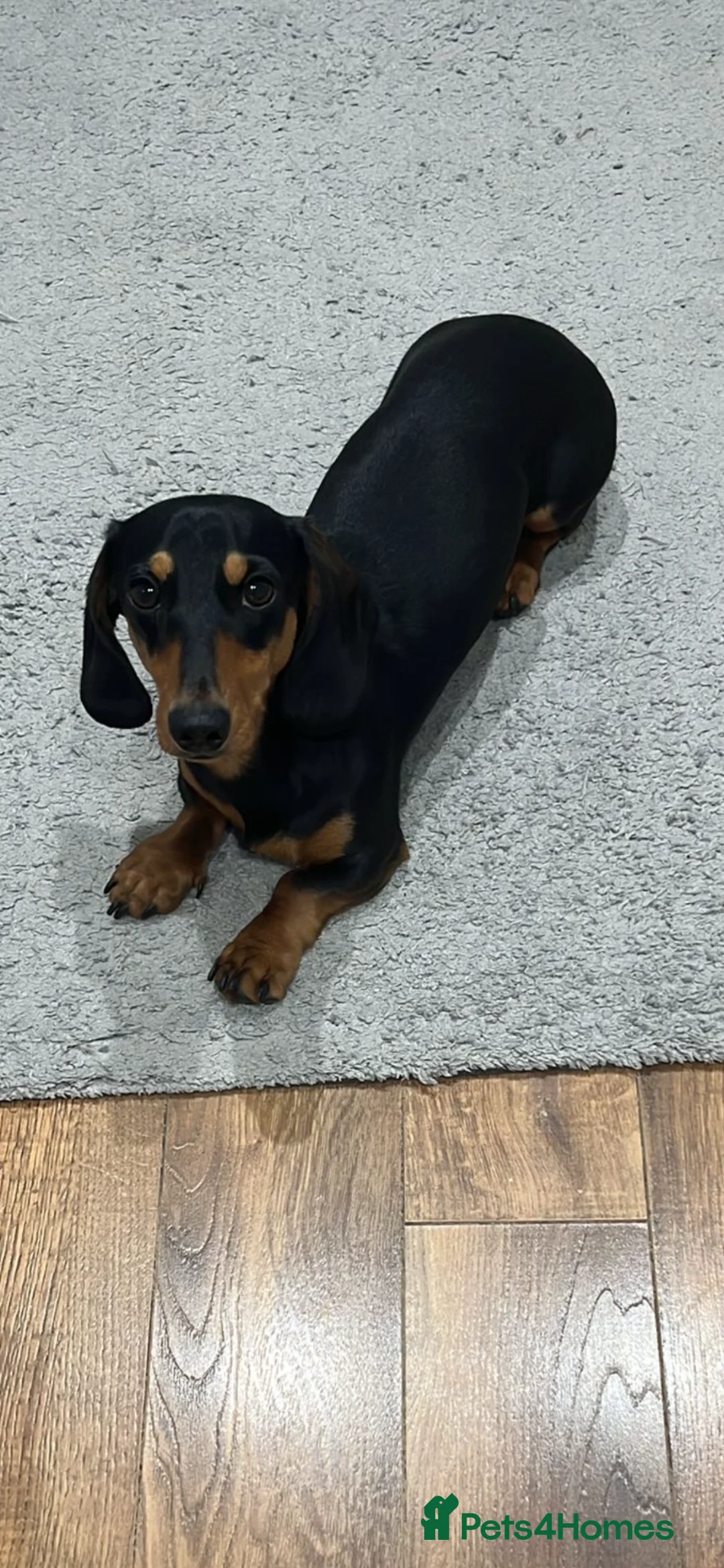 Dachshund dogs for stud: First time stud  in Larkhall - Advert 1