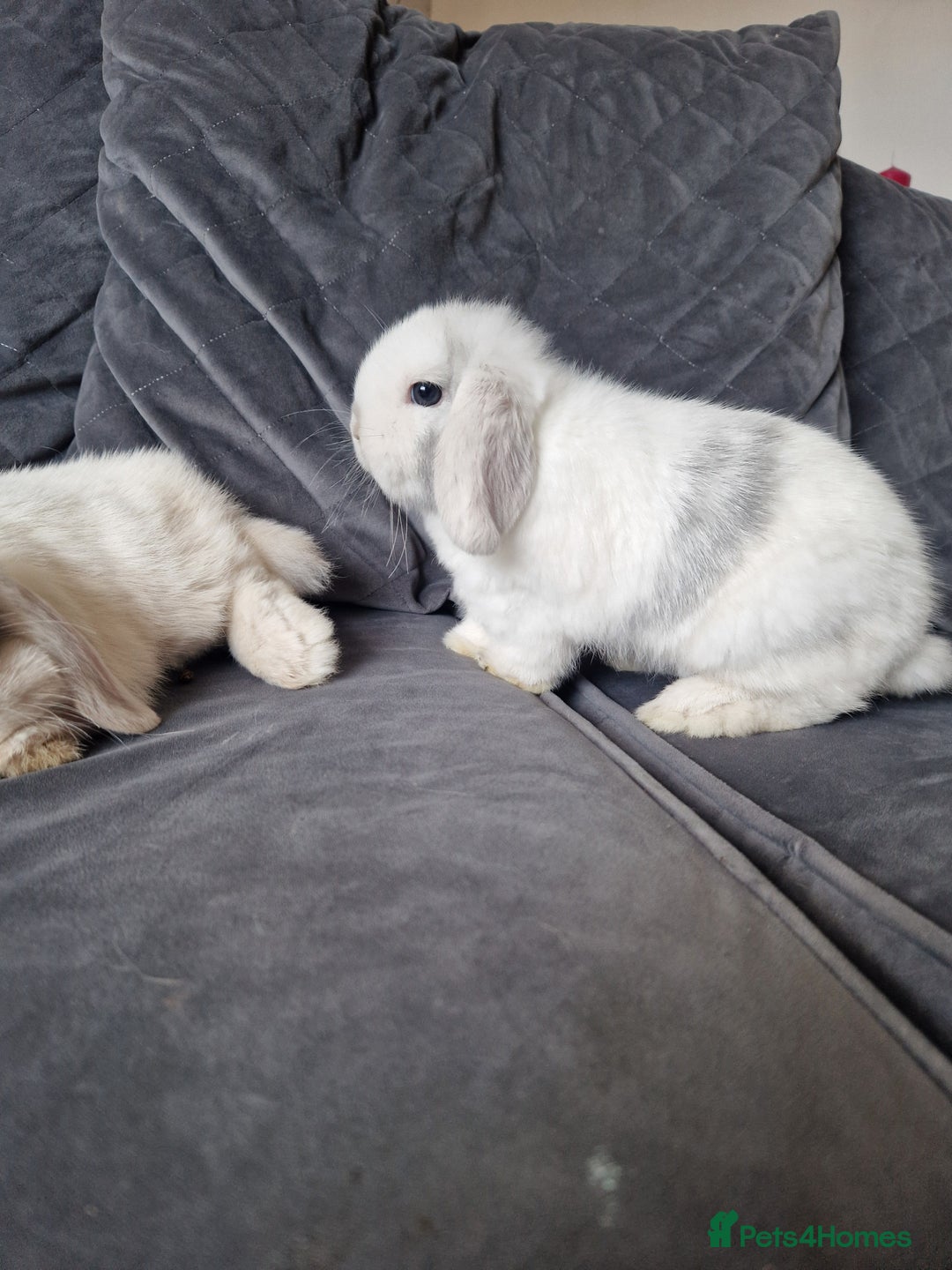 Mini Lop rabbits for sale: ⭐️pure bred minilops - Image 8