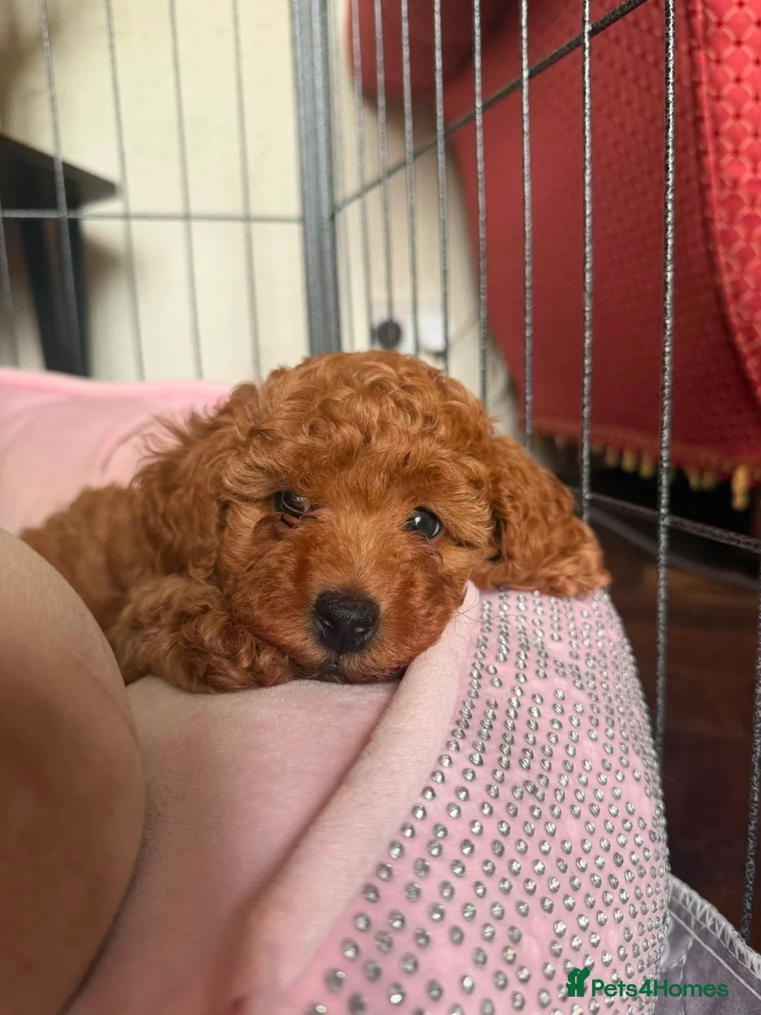 Miniature Poodle dogs for sale: 2 beautiful red  miniature poodle girls  - Advert 12