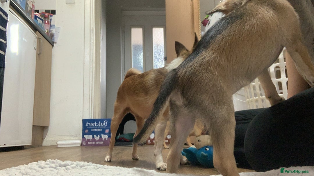 Pomchi dogs for sale: 🐾MALE POMCHI PUPPIES🐾 - Advert 6