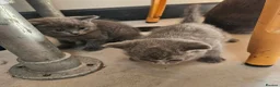 British Shorthair cats for sale: BSH kittens  - Advert 4