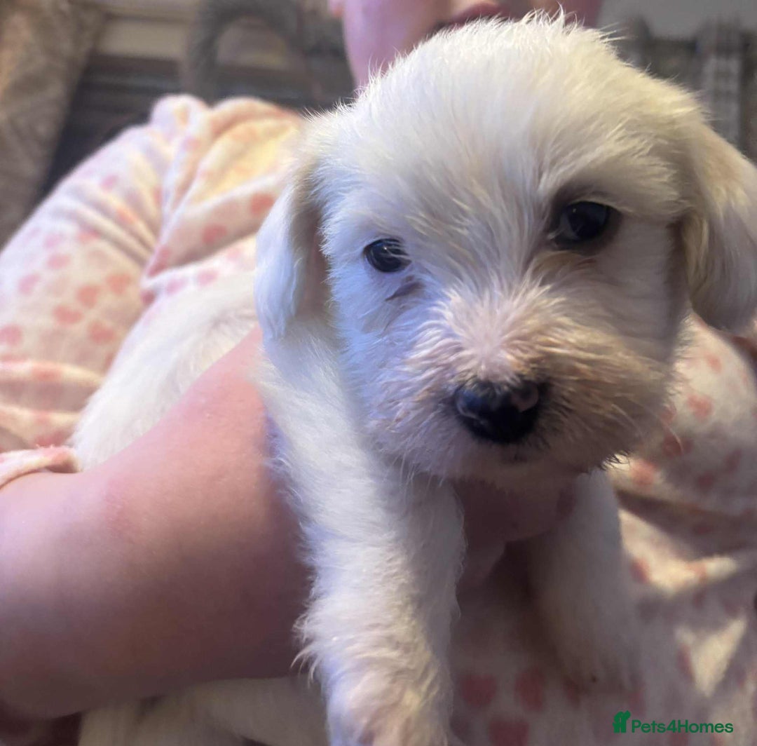 Mixed Breed dogs for sale: Cavachon x sprolli - Advert 4