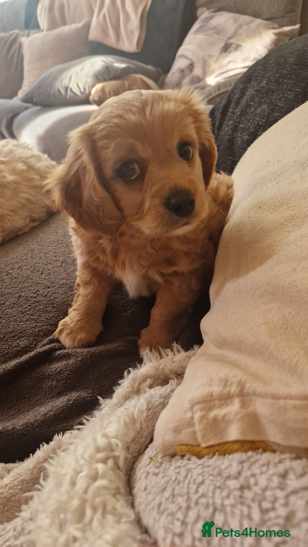 Cavachon dogs for sale: Cavachon - Image 1