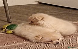 Pomeranian dogs for sale: Cream/White Pomeranian Puppy 10 Months Old  - Image 4