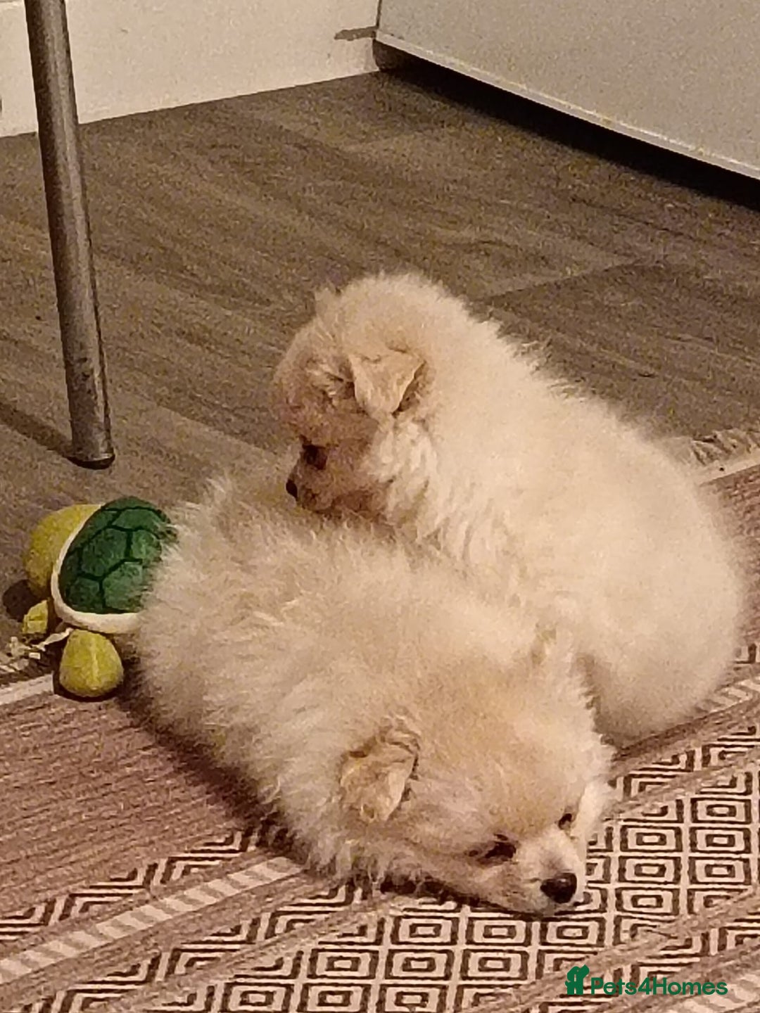 Pomeranian dogs for sale: Cream/White Pomeranian Puppy 10 Months Old  - Image 4