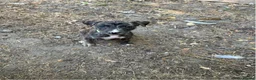 Lurcher dogs for sale: Lurcher Puppies  in Horsham - Advert 9