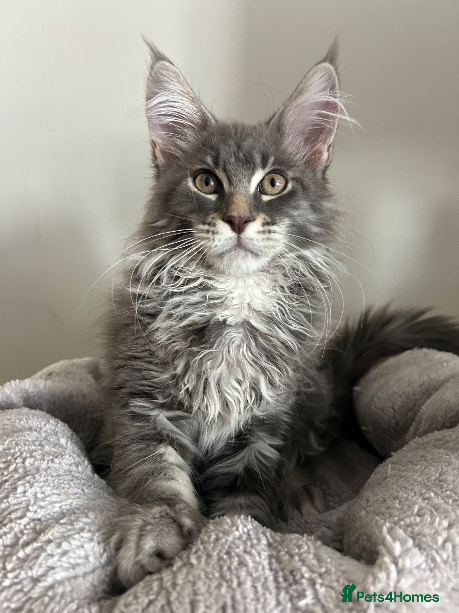 Maine Coon cats XXL Pedigree Maine Coon Kittens TICA Registered - Advert 1