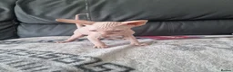 Sphynx cats for sale: Canadian Sphynx Kittens Looking for Loving Homes  - Advert 13