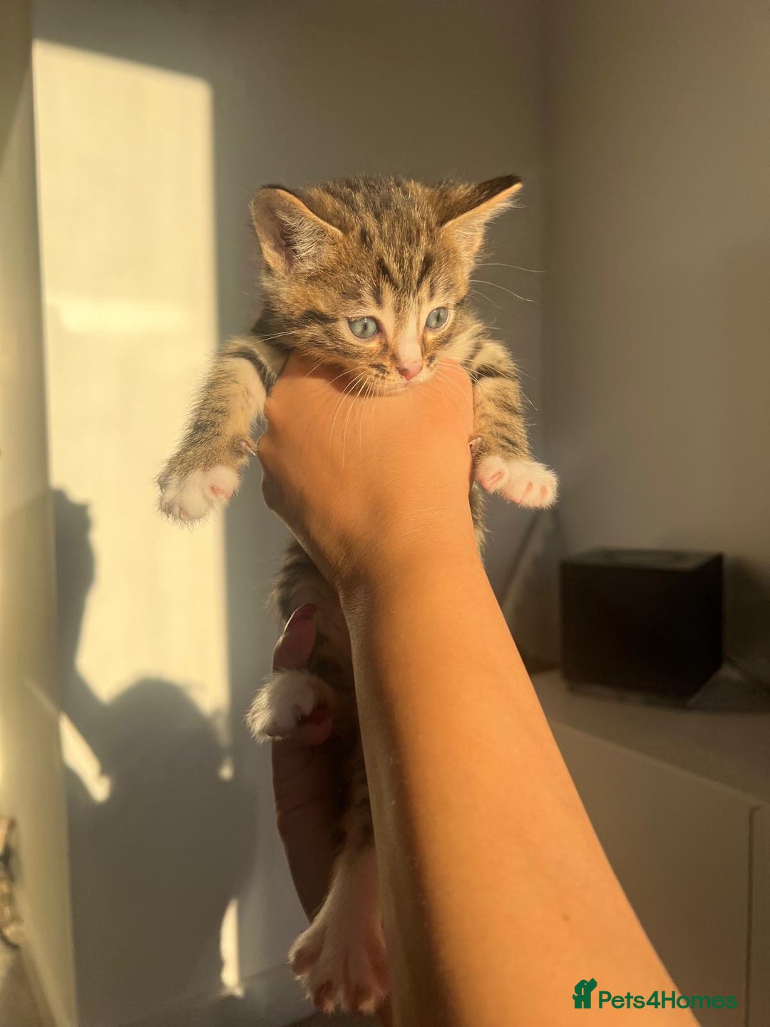 Bengal cats for sale: Beautiful Half Bengal Kittens - Advert 16