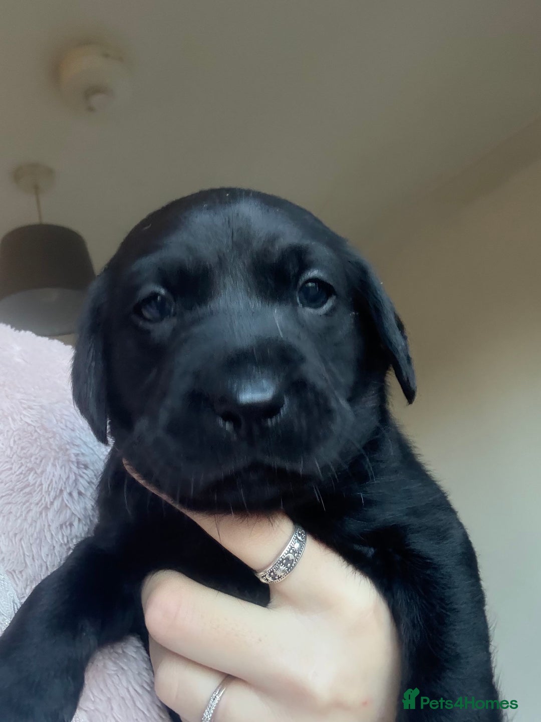 Labrador Retriever dogs for sale: Labrador puppies.  - Advert 24
