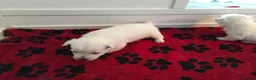 West Highland Terrier dogs for sale: Settling westie - Advert 7