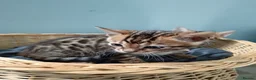 Bengal cats for sale: Tica RG pure bengels in Chesterfield - Advert 6