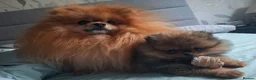 Pomeranian dogs for sale: Pomeranian tiny girl - Advert 7