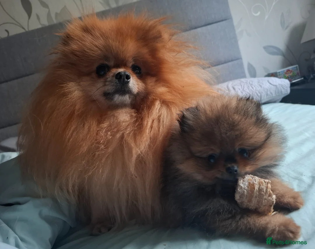 Pomeranian dogs for sale: Pomeranian tiny girl - Advert 7