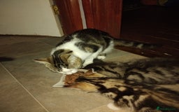 Mixed Breed cats for sale: Kittens american ringtail mixbreed  - Image 9