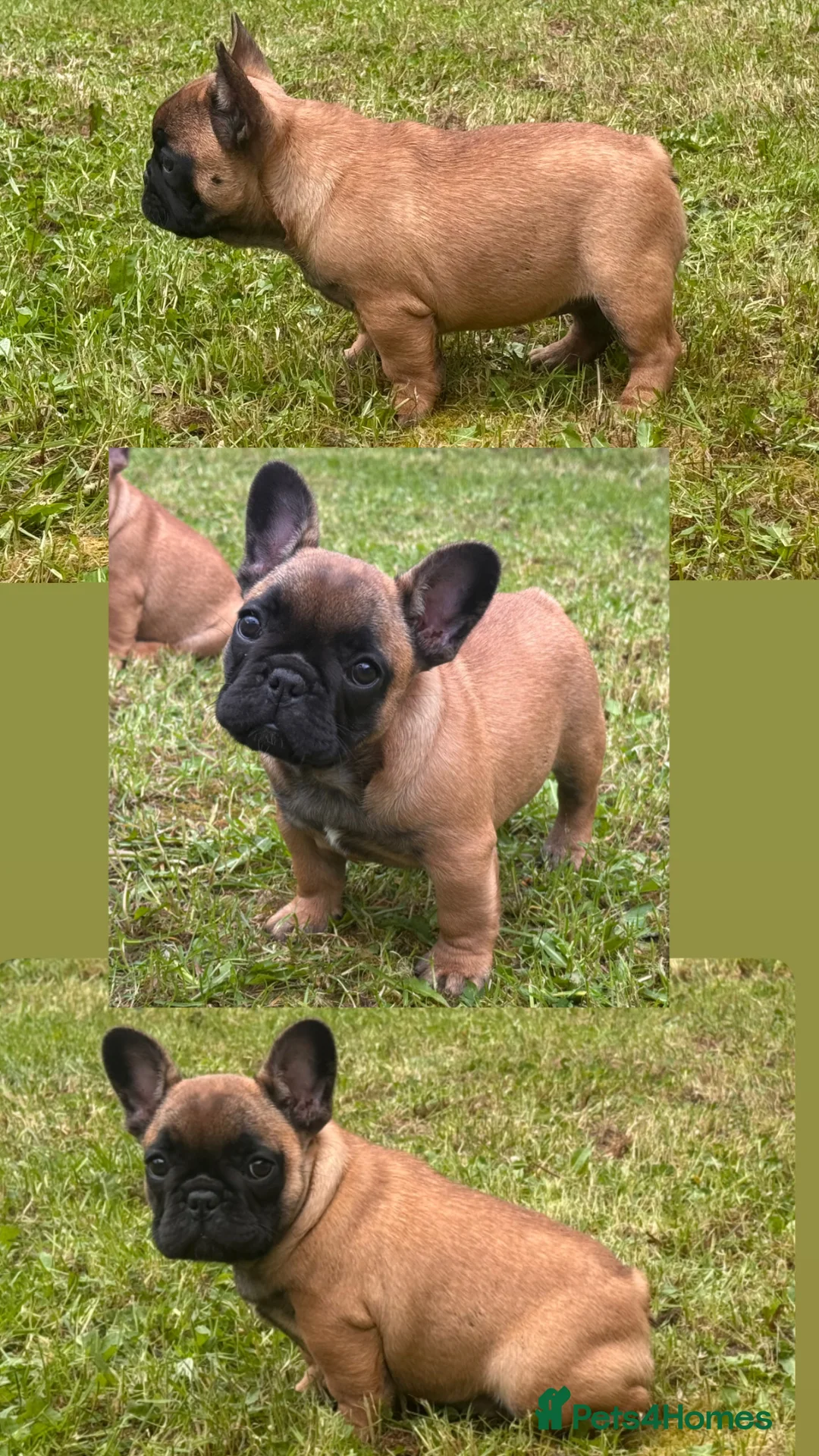 French Bulldog dogs for sale: Champion sired health tested standard line French  in Doncaster - Advert 2