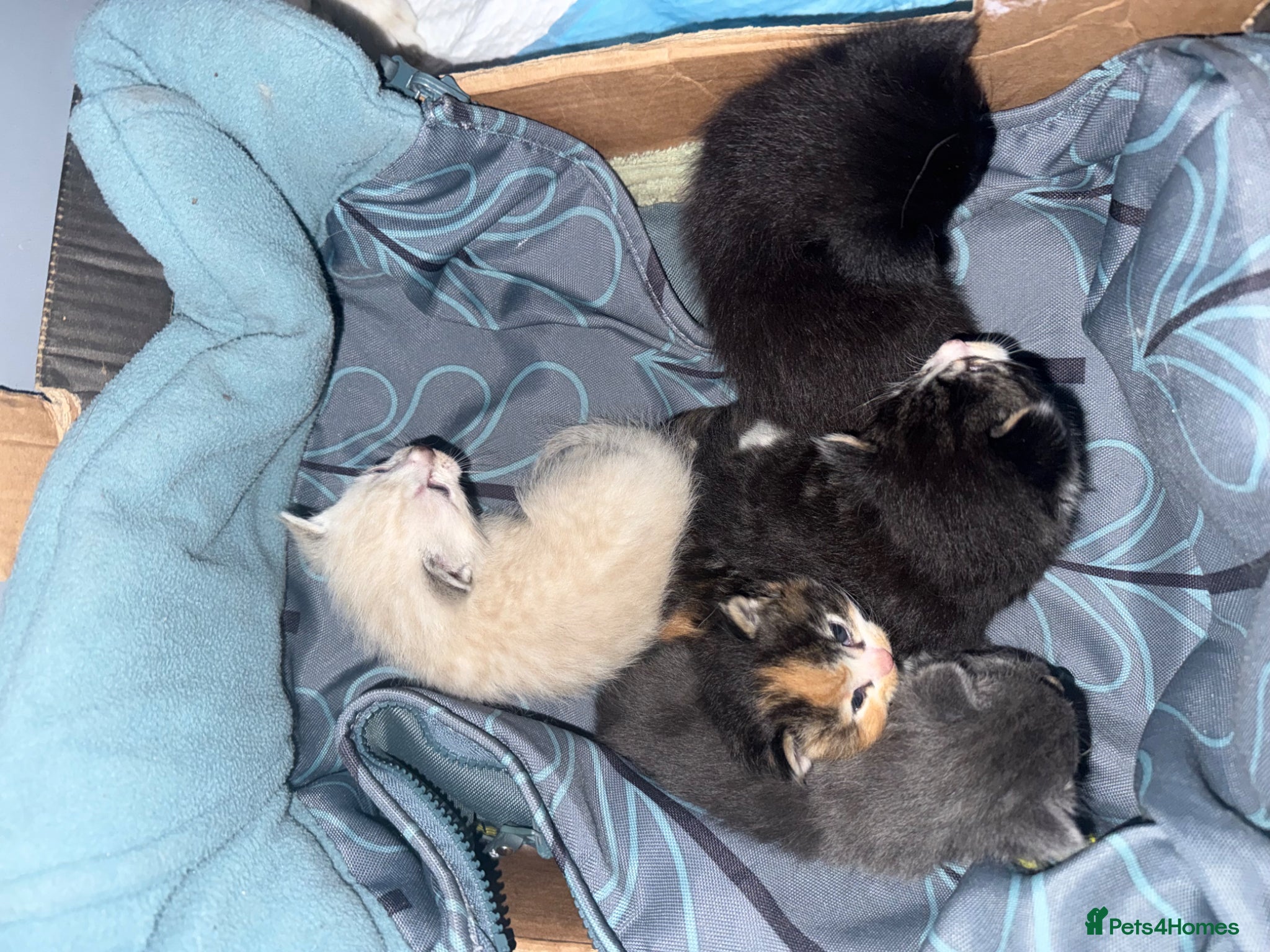 Mixed Breed cats Ragdoll x calico  - Advert 19