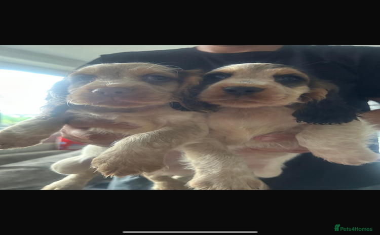 Cocker Spaniel dogs - Advert 16