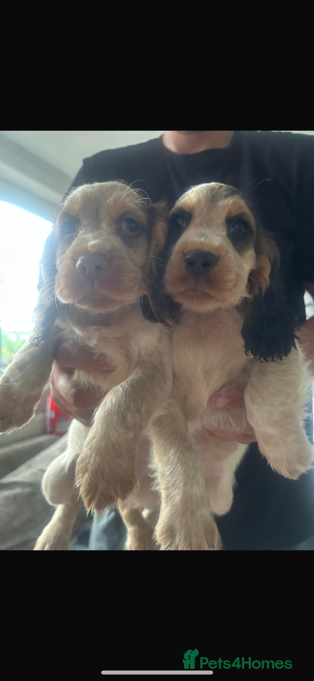 Cocker Spaniel dogs for sale: Kc Tri colour show cockers  - Image 1
