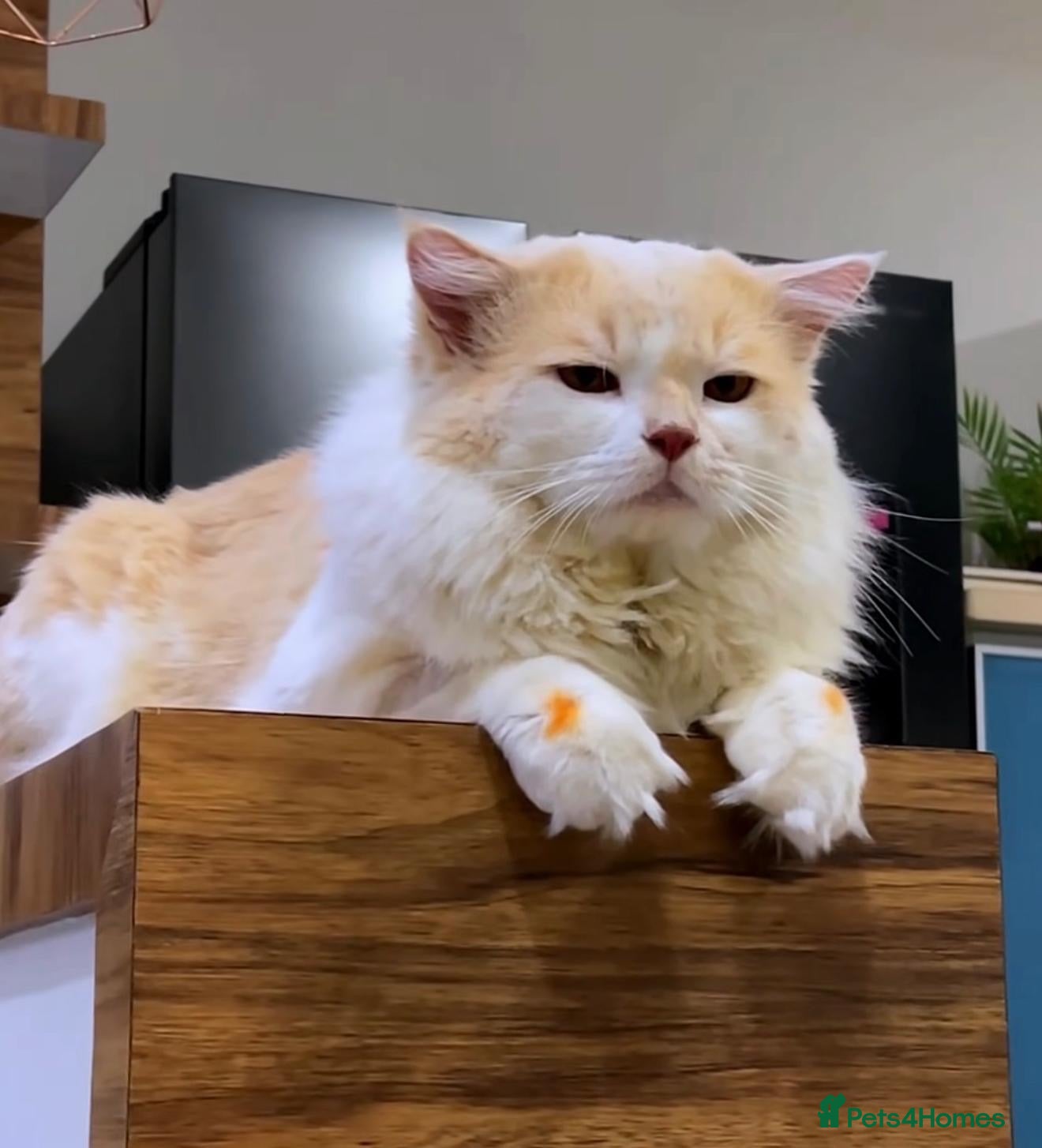 Mixed Breed cats Henri - Advert 1