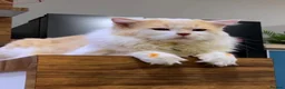 Mixed Breed cats for sale: Henri in London - Advert 1