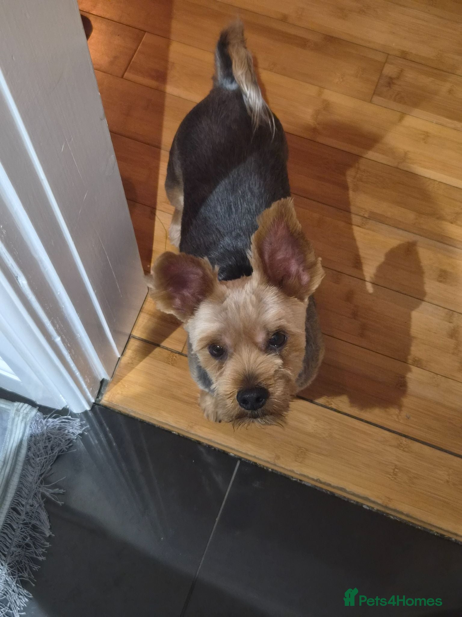 Yorkshire Terrier dogs Yorkshire terrier  - Advert 1