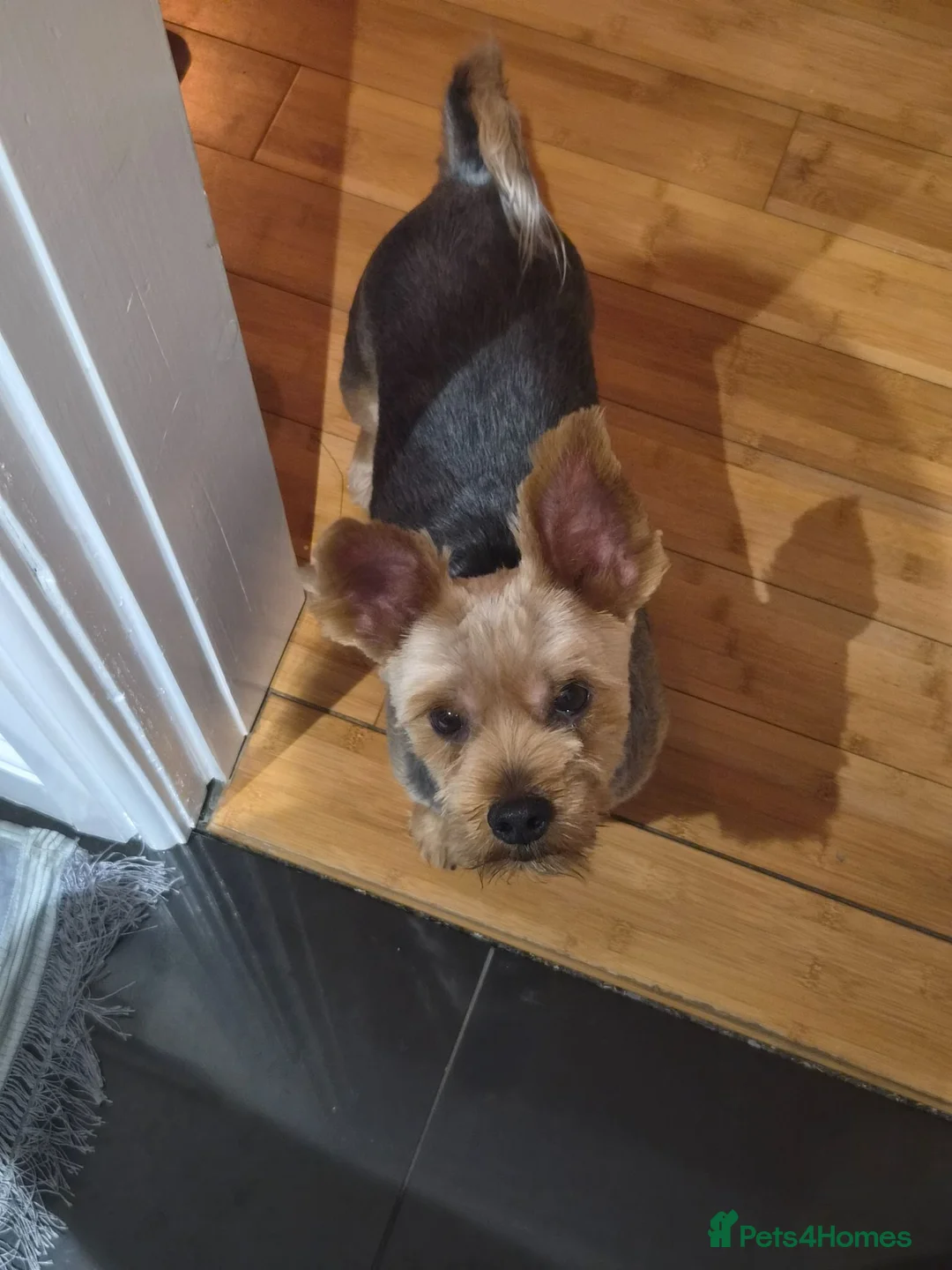 Yorkshire Terrier dogs for sale: Yorkshire terrier  in Wrexham - Advert 1