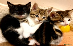 Mixed Breed cats for sale: Adorable trio of kittens  - Image 38