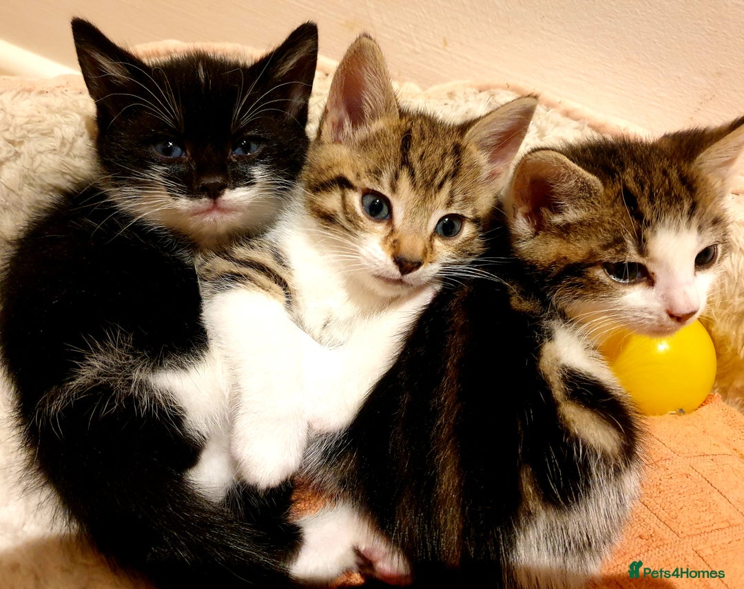 Mixed Breed cats for sale: Adorable trio of kittens  - Image 38