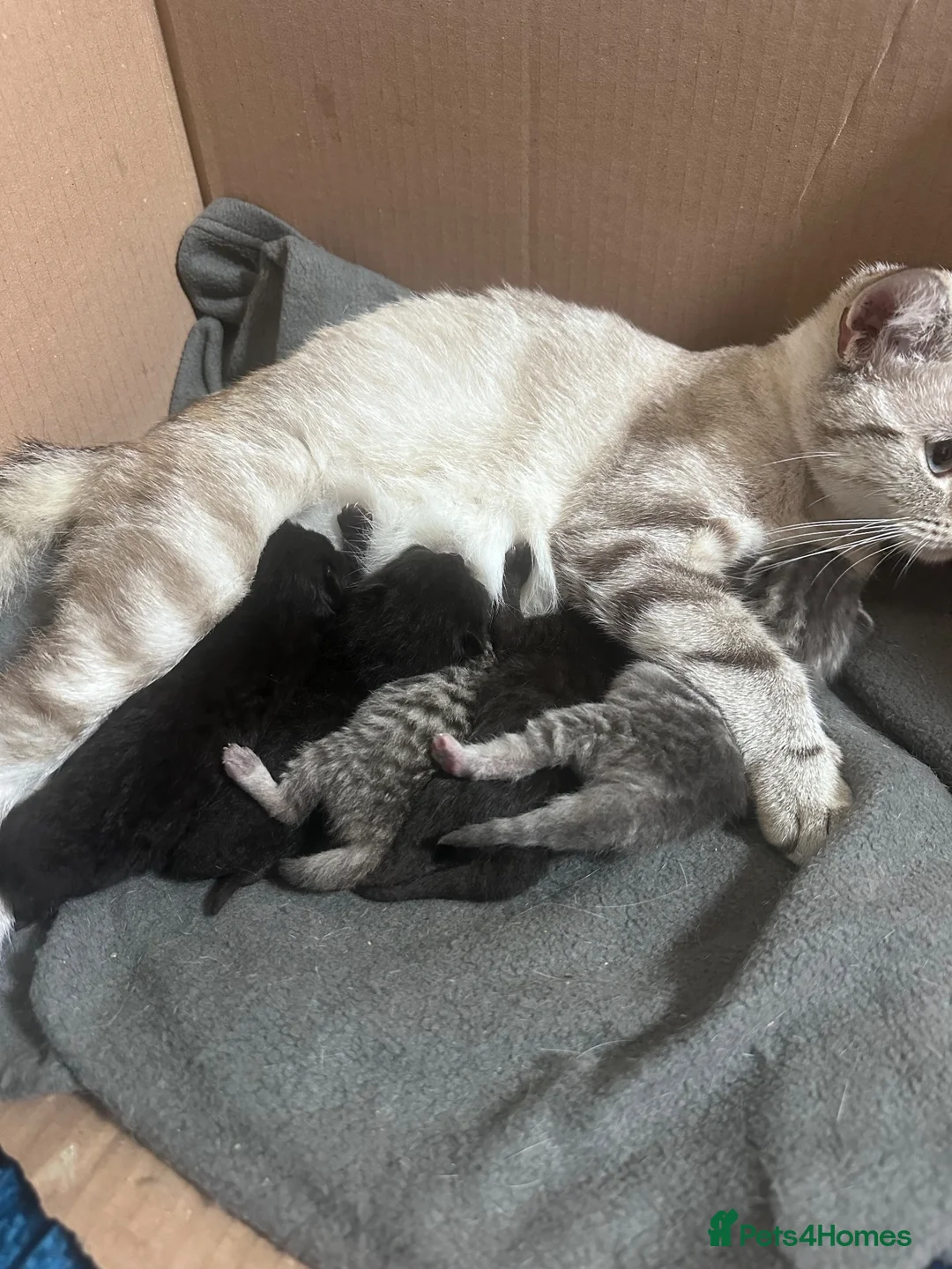British Shorthair cats for sale: Gorgeous CHUNKY BSH kittens  in Birmingham - Advert 2