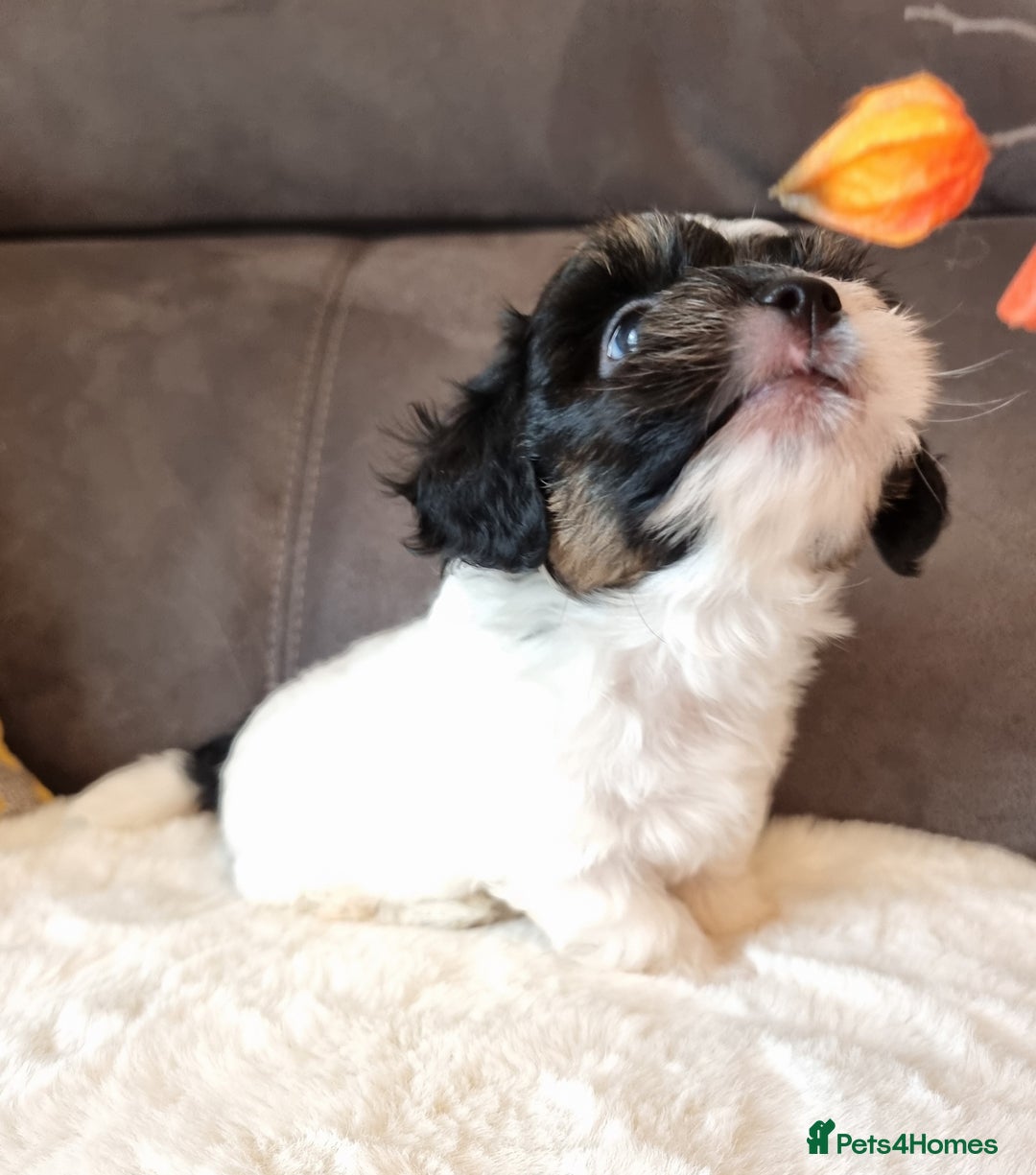 Shihpoo dogs for sale: Adorable little Shihpoo's, sold fully vaccinated - Image 35