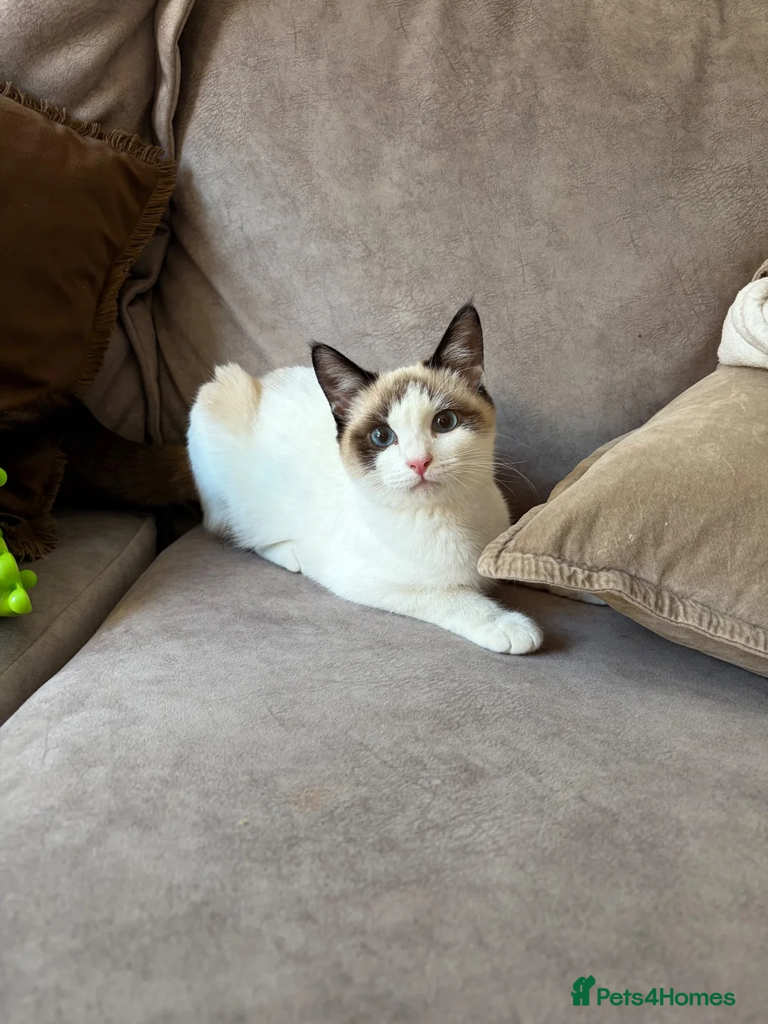 Ragdoll cats for sale: Ragdoll Mix kitten - Advert 2