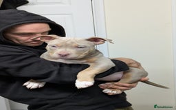 American Bully dogs for sale: GrCh Big Bounty x TIKTOK litter - Image 19