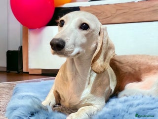 Miniature Dachshund dogs in Manchester - Advert 11