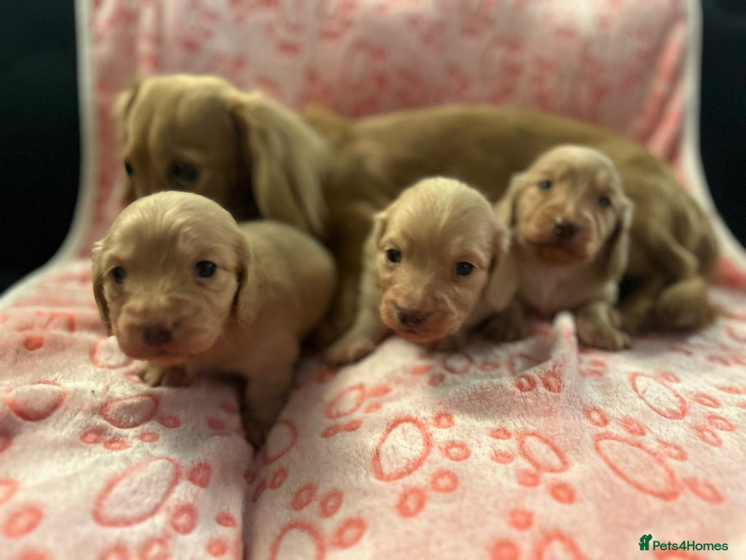 Miniature Dachshund dogs for sale: Cream Luxury Long-Haired Dachshunds - Image 6