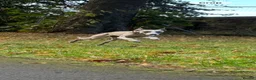 Whippet dogs for sale: Dobby Whippet Pup - Advert 7