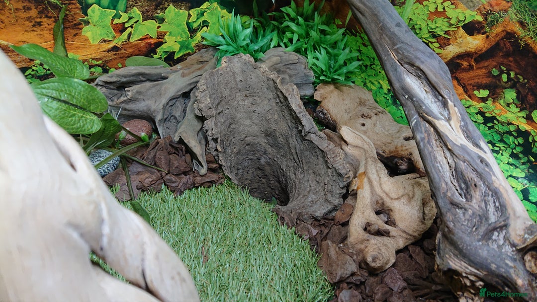 Boa Snake reptiles for sale: Hog Island boa and full double level custom set up - Image 16